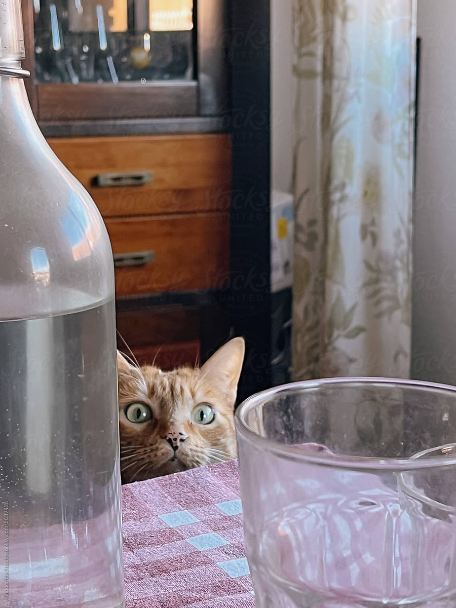 Funny cat sitting at dinning table