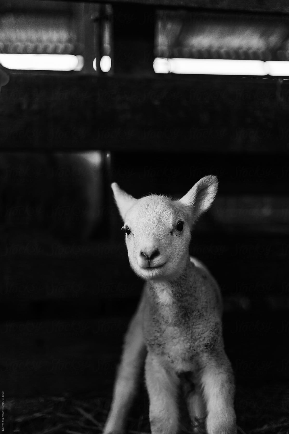 New born lamb.