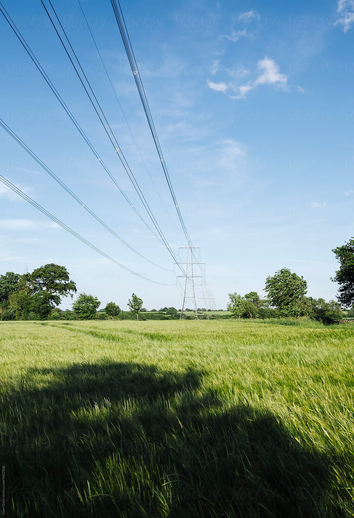Electricity pylon over a field of Barley. Norfolk, UK.