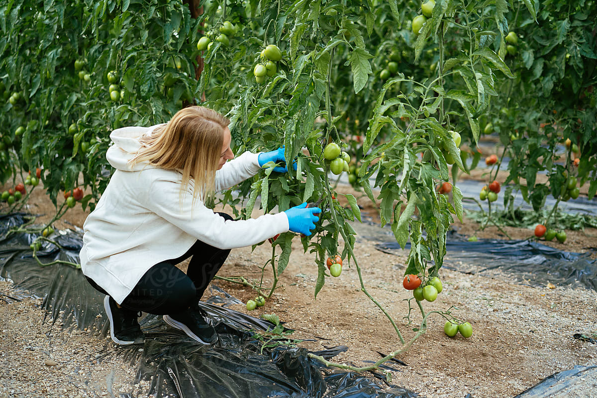 Woman cutting tomato leaves in greenhouse