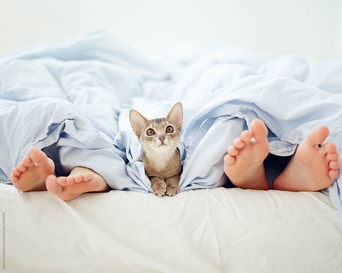 Cat Lying In Legs By Stocksy Contributor Duet Postscriptum Stocksy
