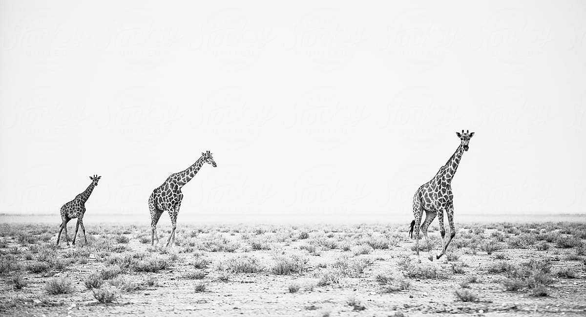 African Giraffes on a grassy plain