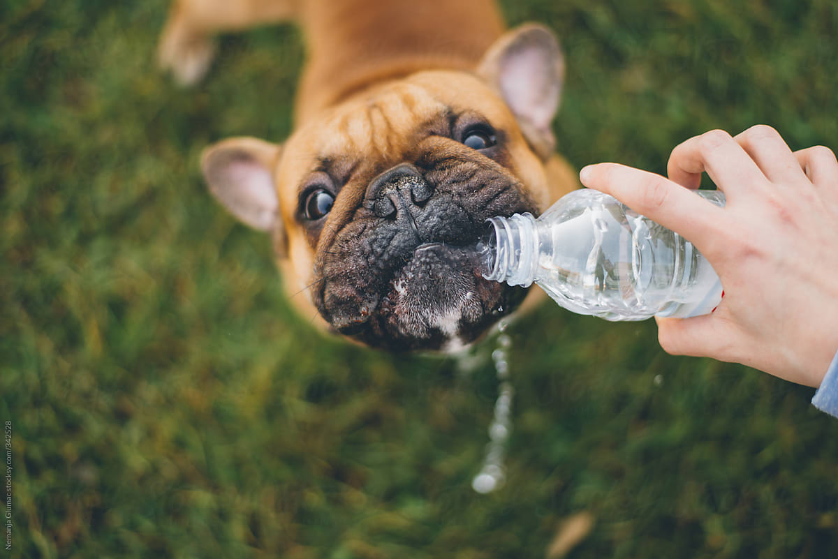 Silly French Bulldog Drinking Water from a Bottle