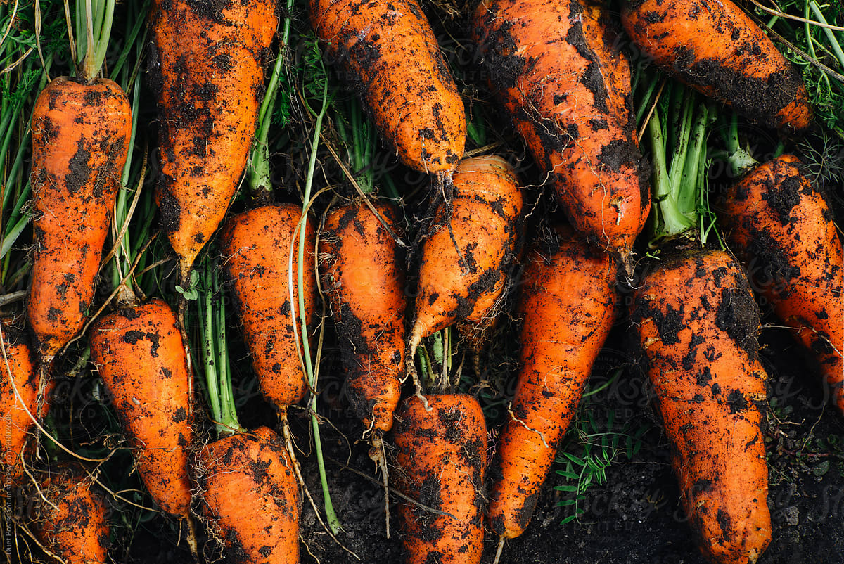 Fresh harvest of natural carrots lies on the ground.