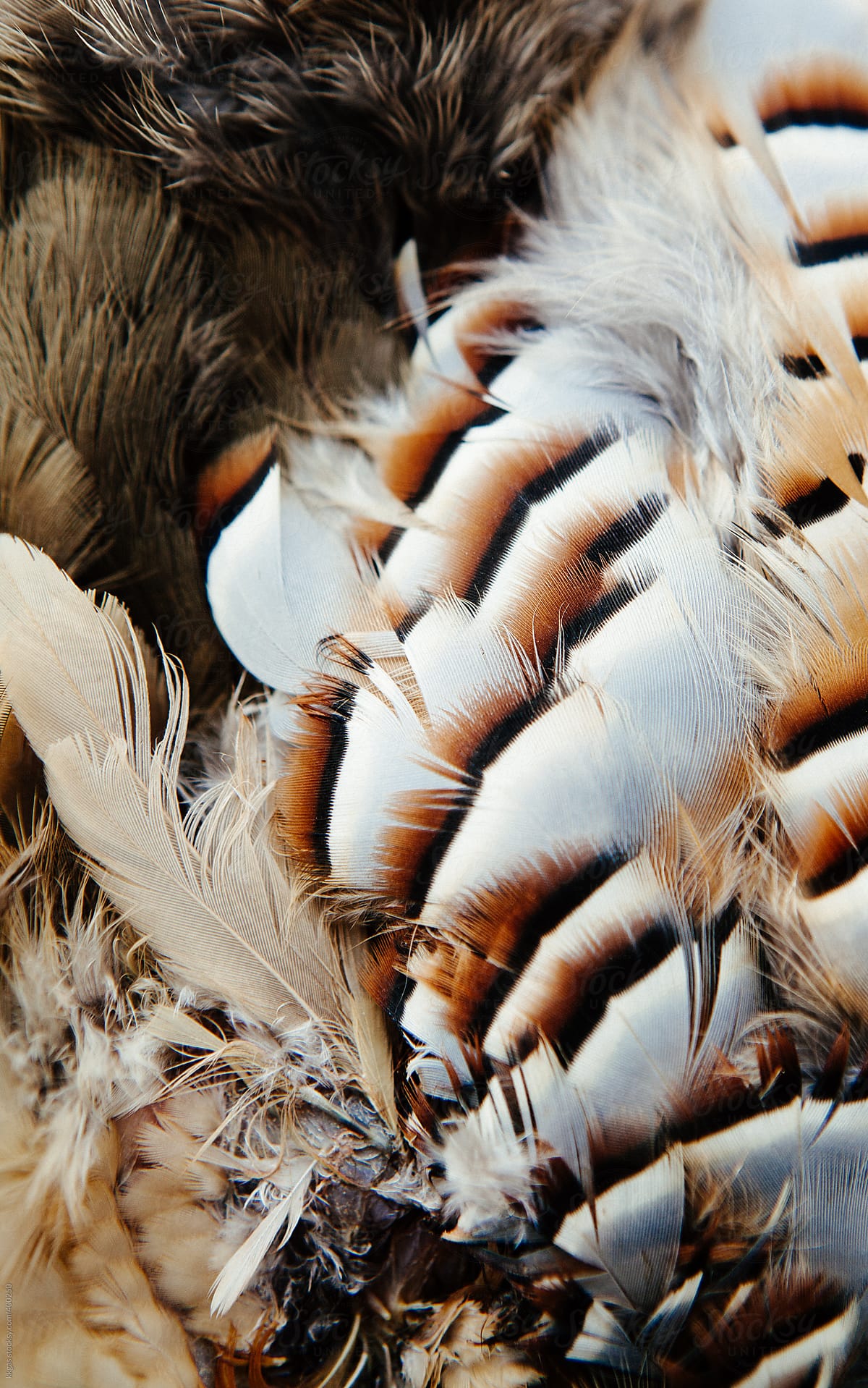 Partridge feathers by kkgas - Stocksy United