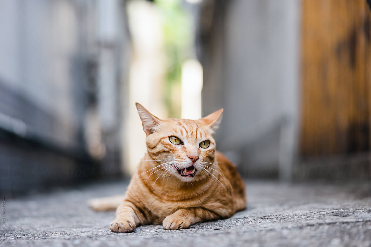 street cat laying down