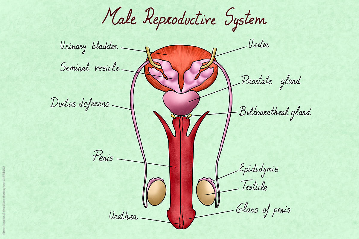 Male reproductive system illustration with labelled parts
