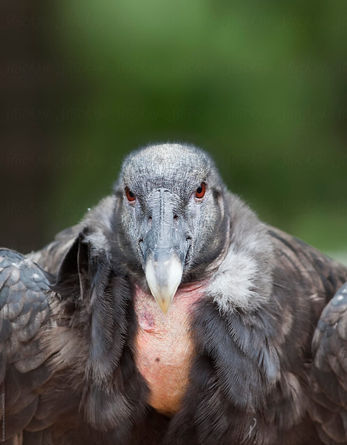 Endangered Andean Condor Portrait