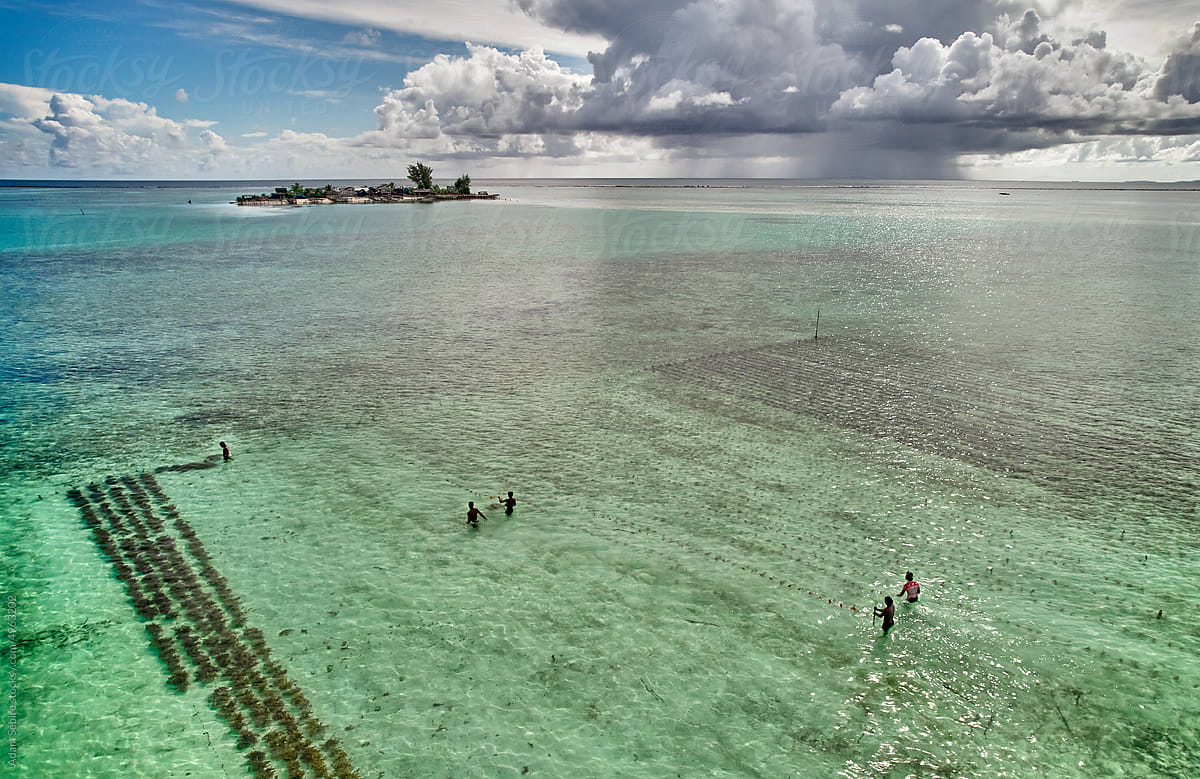 Farmers planting seaweed crop, aquaculture, Solomons Islands, Pacific