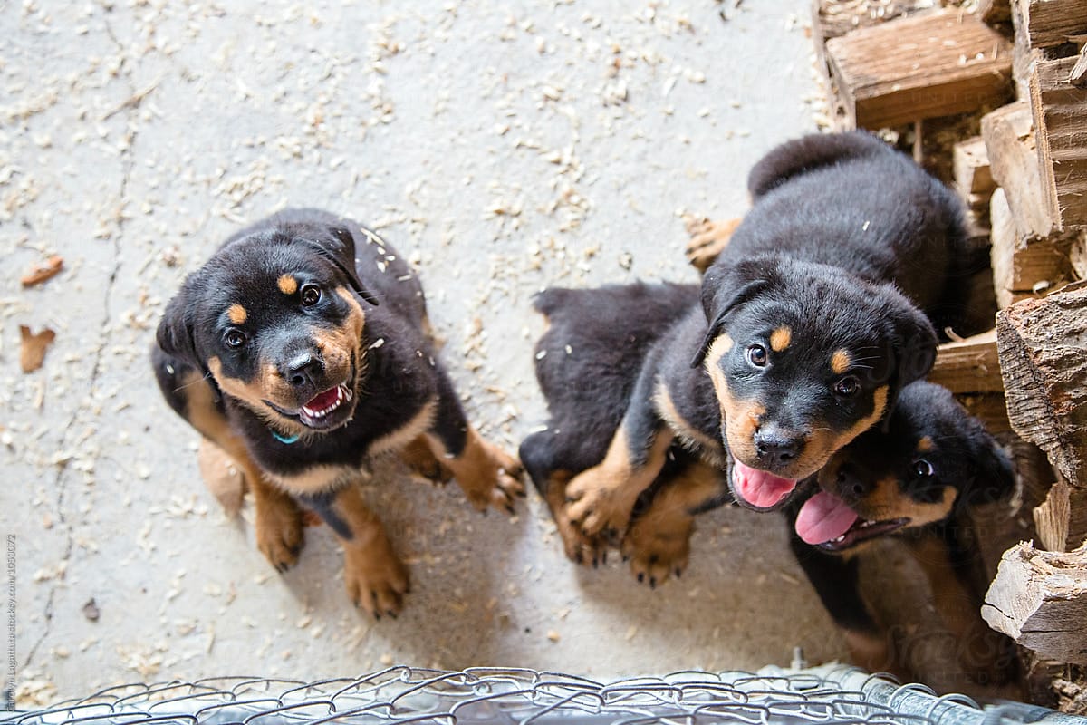 Adorable Rottweiler puppies in a pen with sawdust