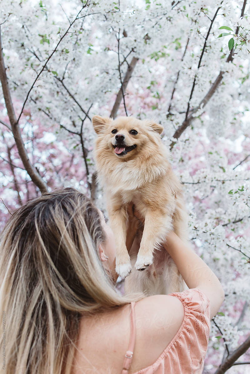 A young blonde woman with her dog  amongst the cherry blossom trees
