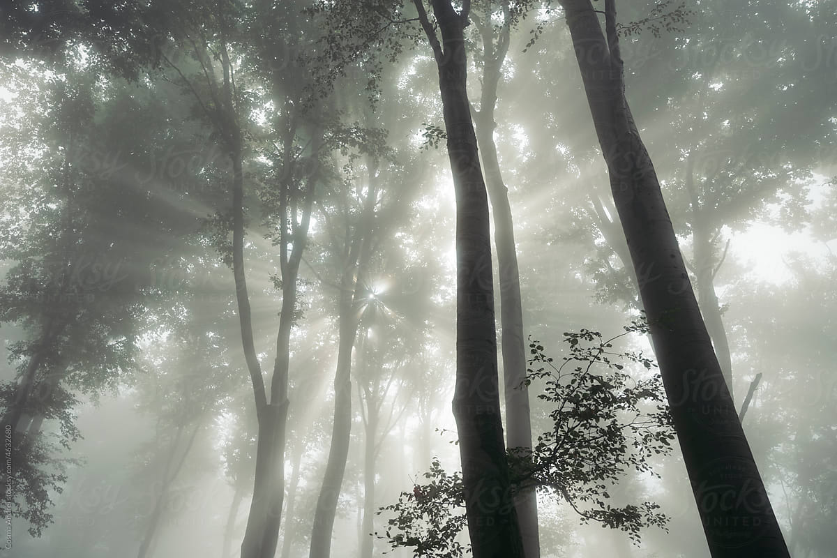 Surreal foggy forest with magical rays