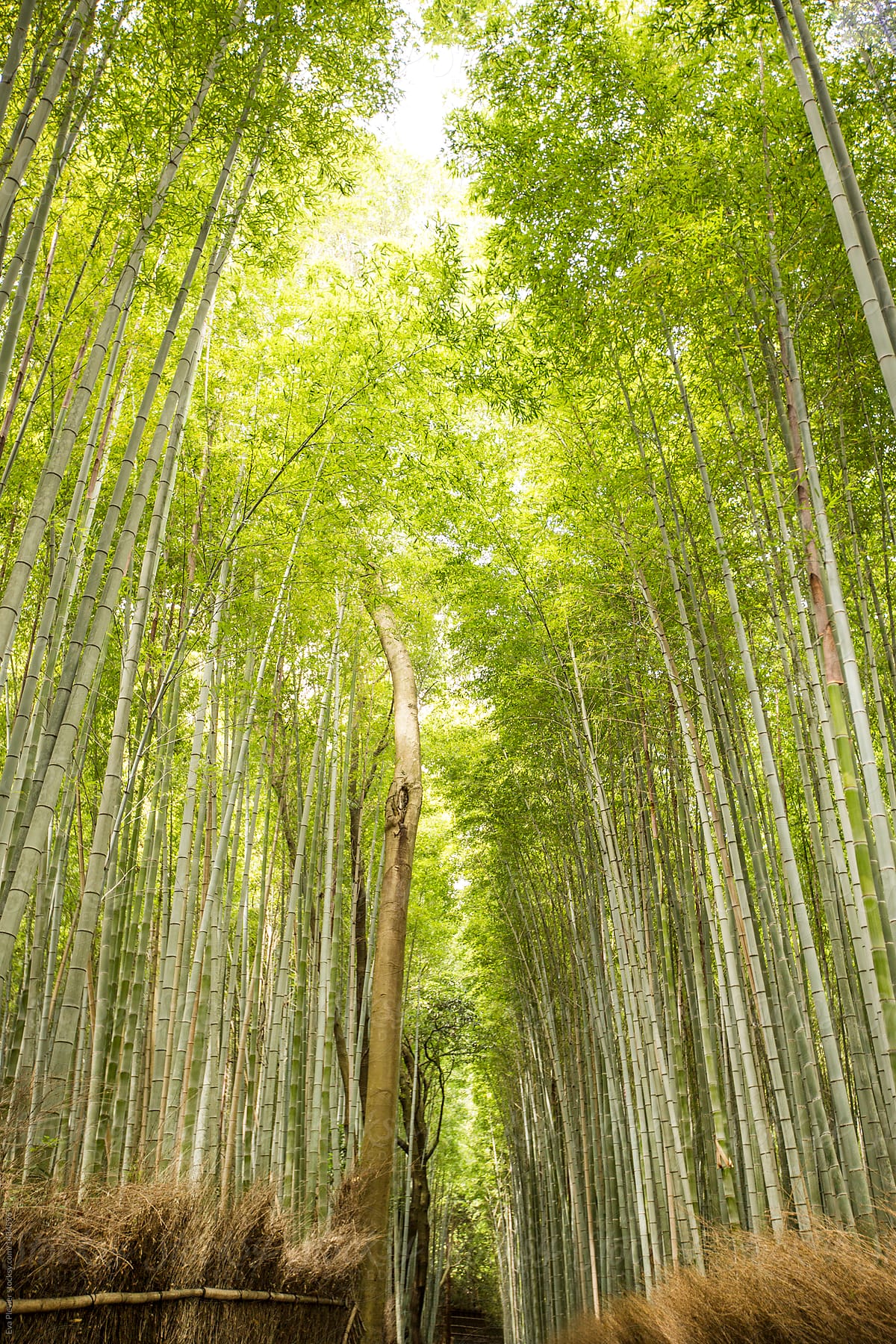Beautiful path running through a bamboo forest.
