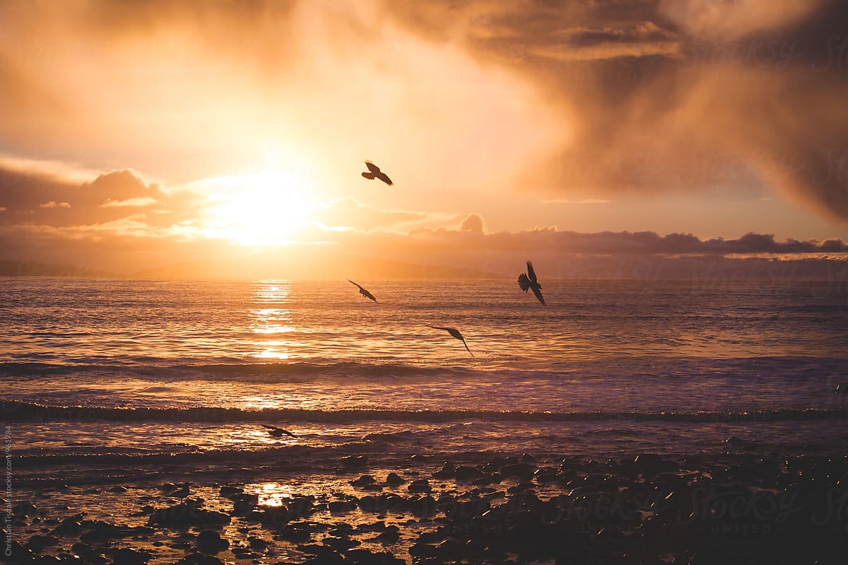 Birds flying in front of sunset over the pacific