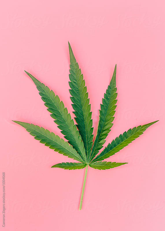 green marijuana leaf on pink background
