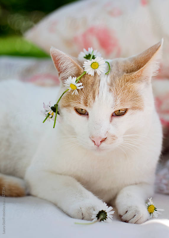 King of flower: cat wears flowers crown on his head and holds daisies ...