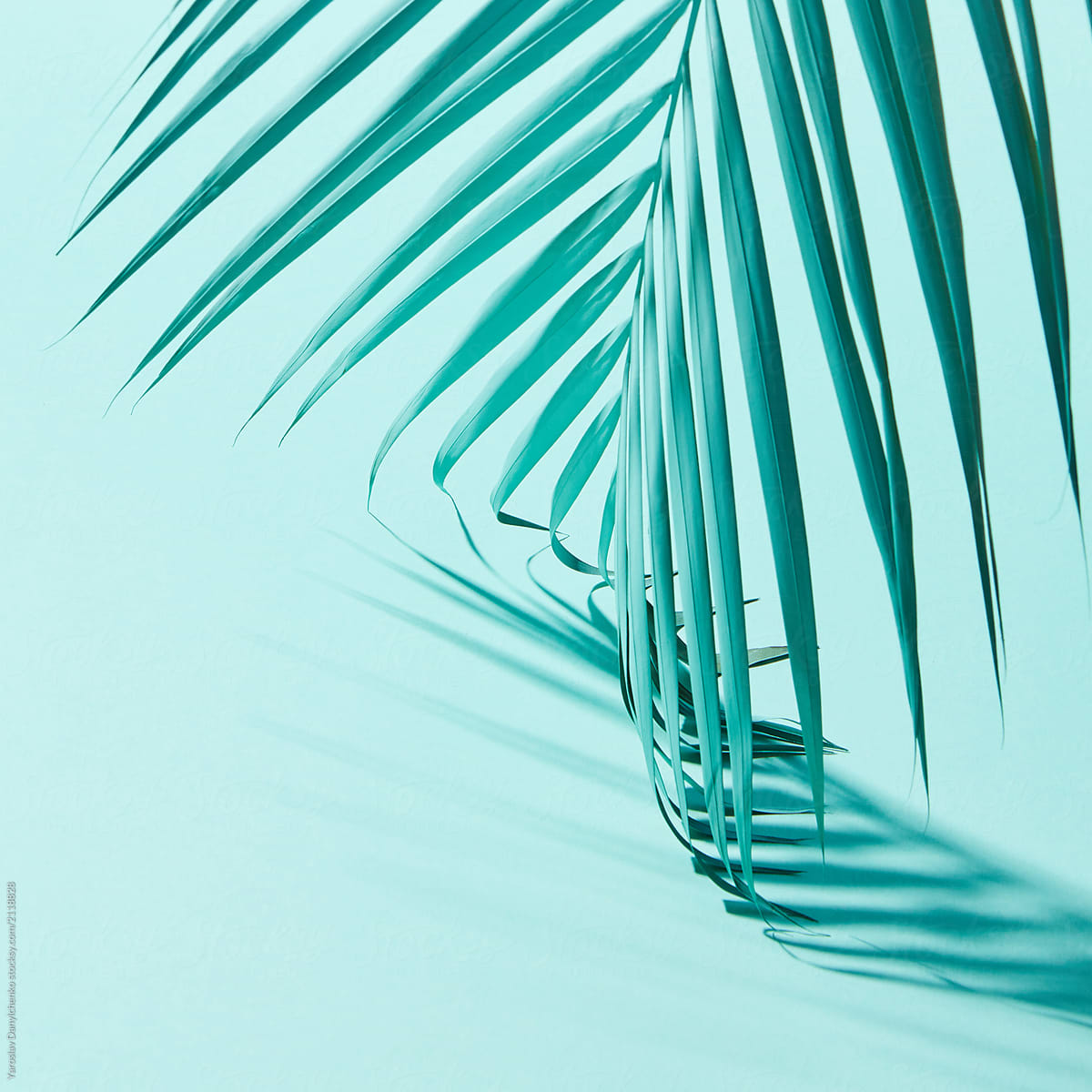 Close-up of a palm leaf presented on a blue background with shad