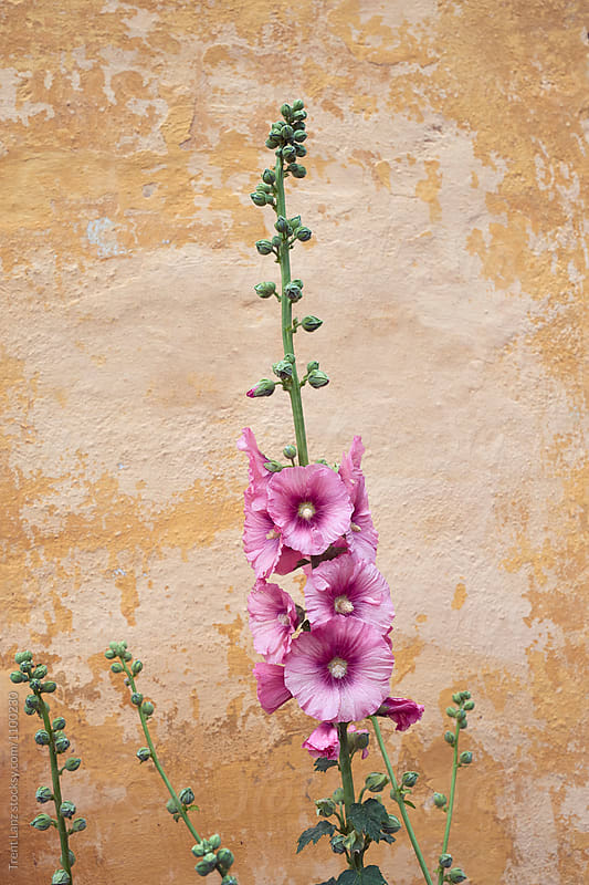 Light pink flowers on worn-out wall