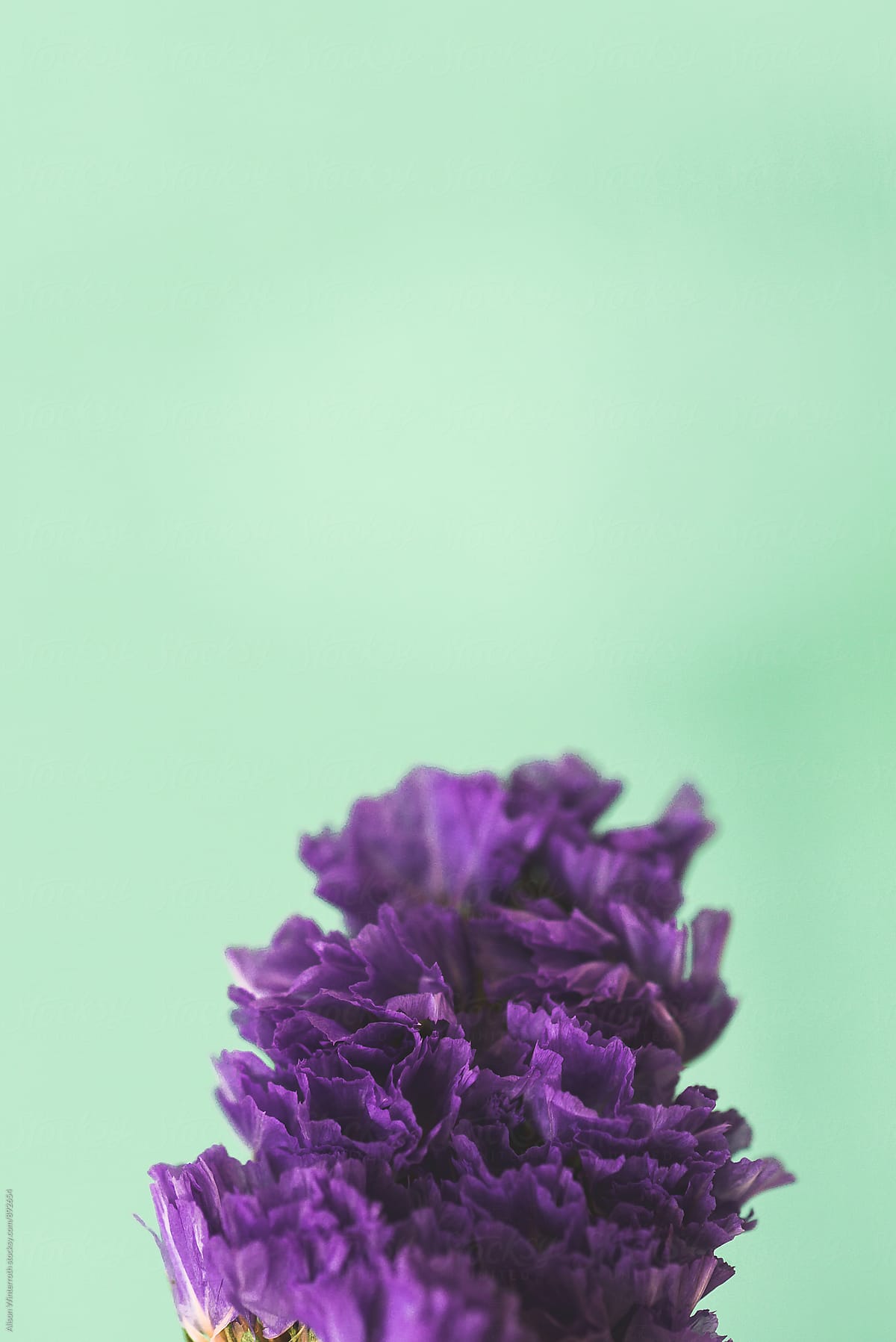 Purple Flower On A Mint Green Background