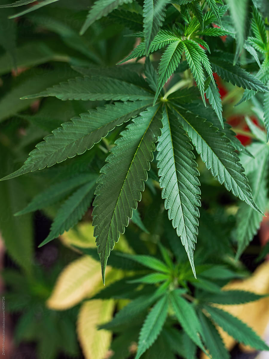 Closeup Shot Of A Mature Cannabis Plants Yellow leaf