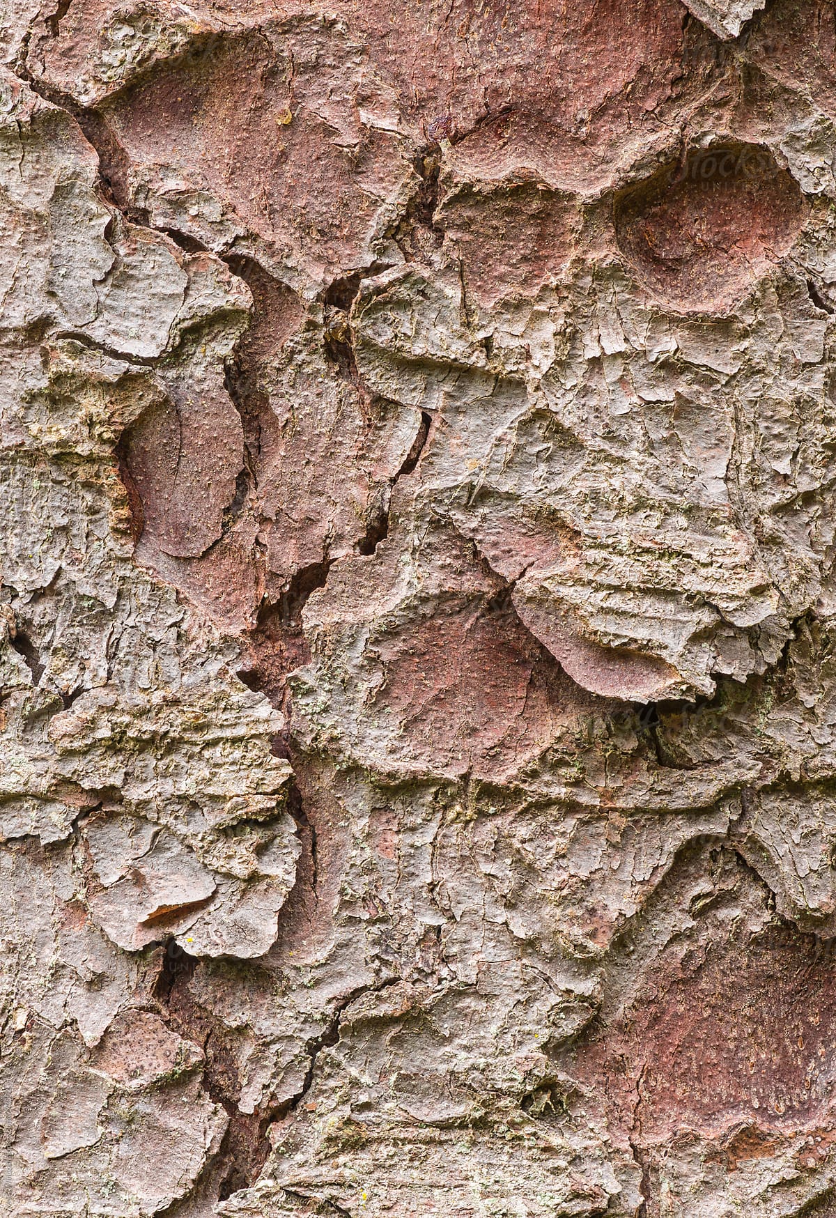 Engelmann Spruce bark textures, closeup