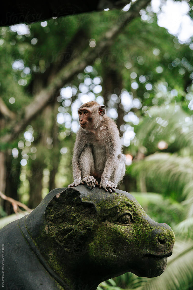 Wild monkey in nature park.
