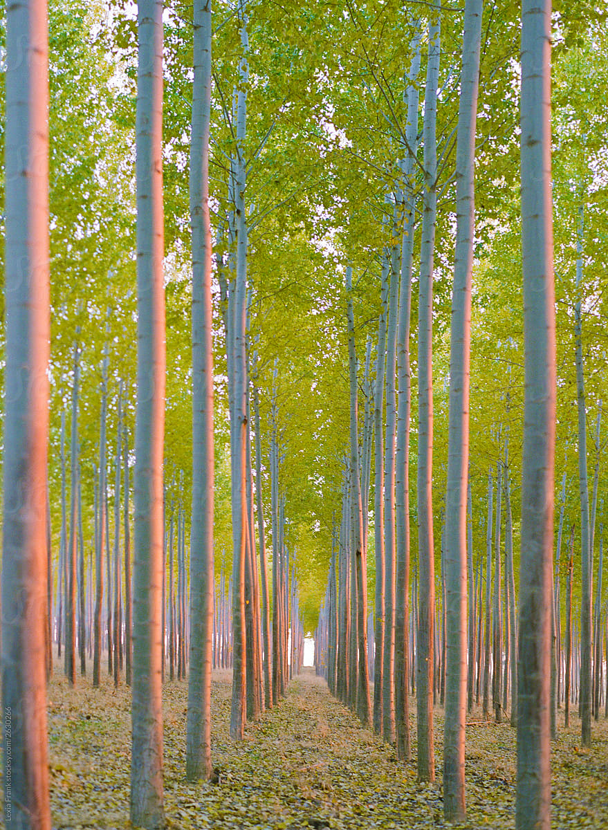 row of trees in autumn