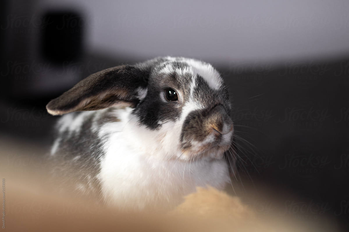 cute bunny lying on the sofa at home