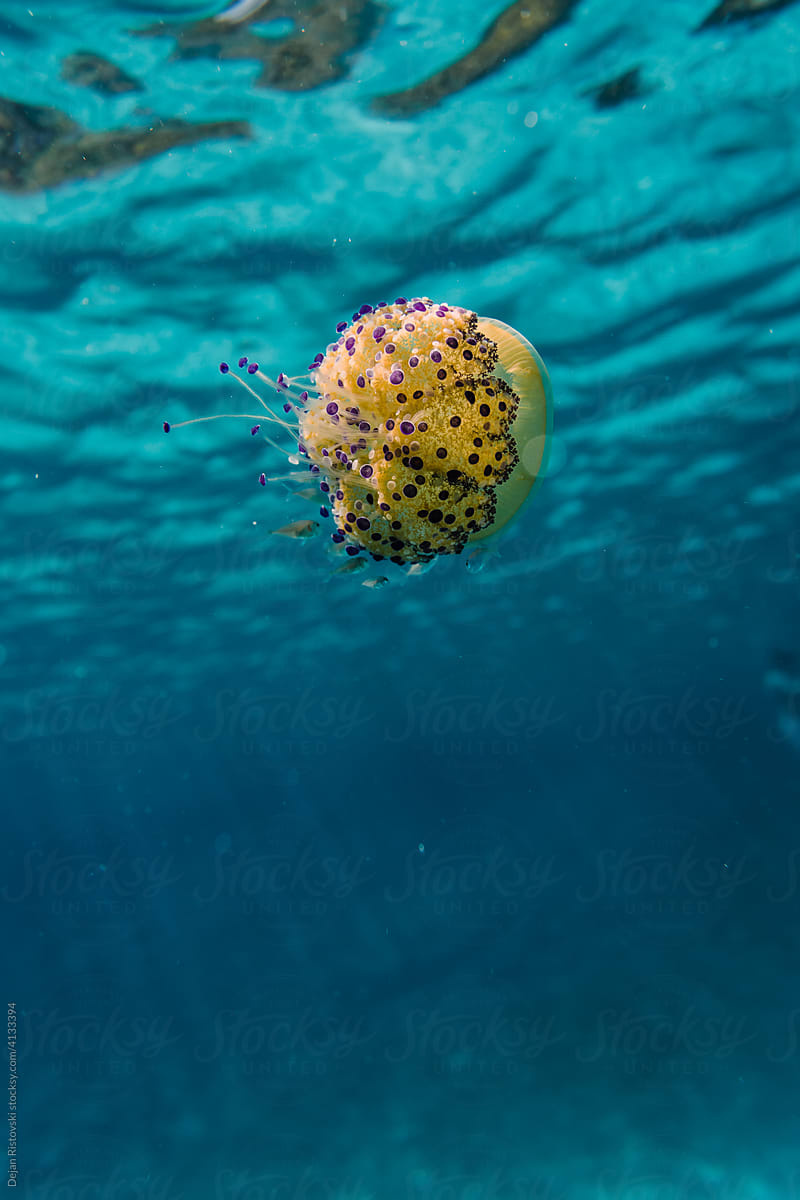 Jelly fish swimming in blue sea