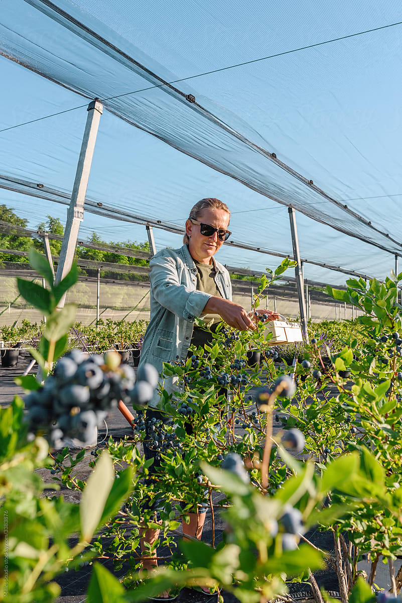 Adult woman harvesting ripe berries on farm