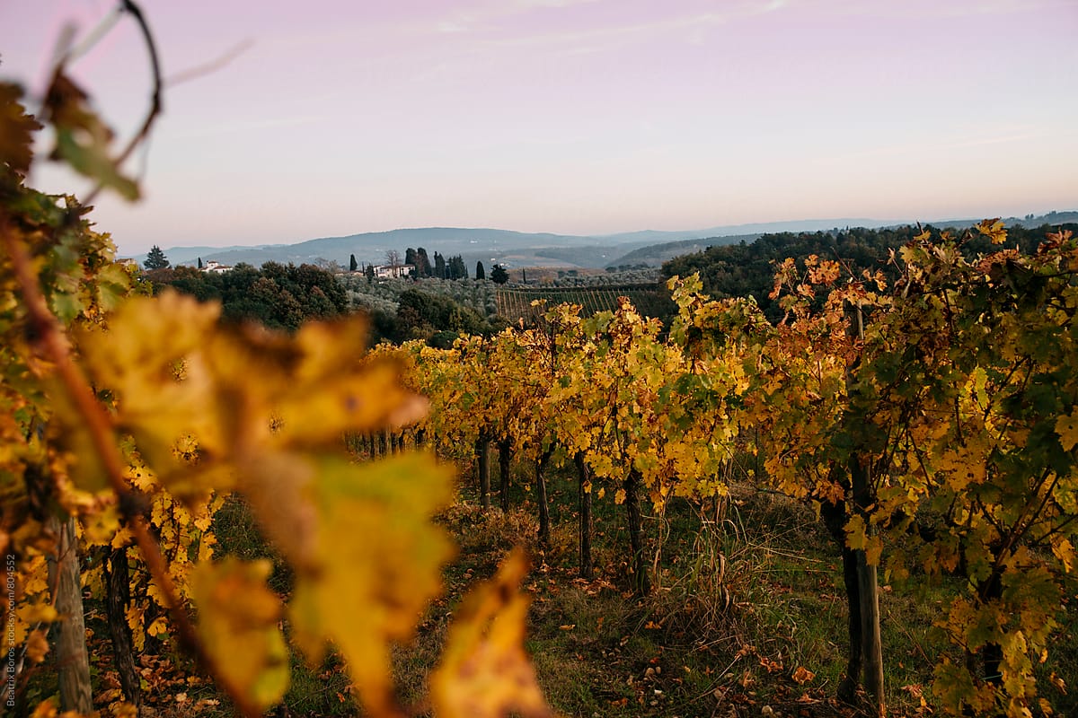 Tranquil scene in Fall in the Tuscan vineyards