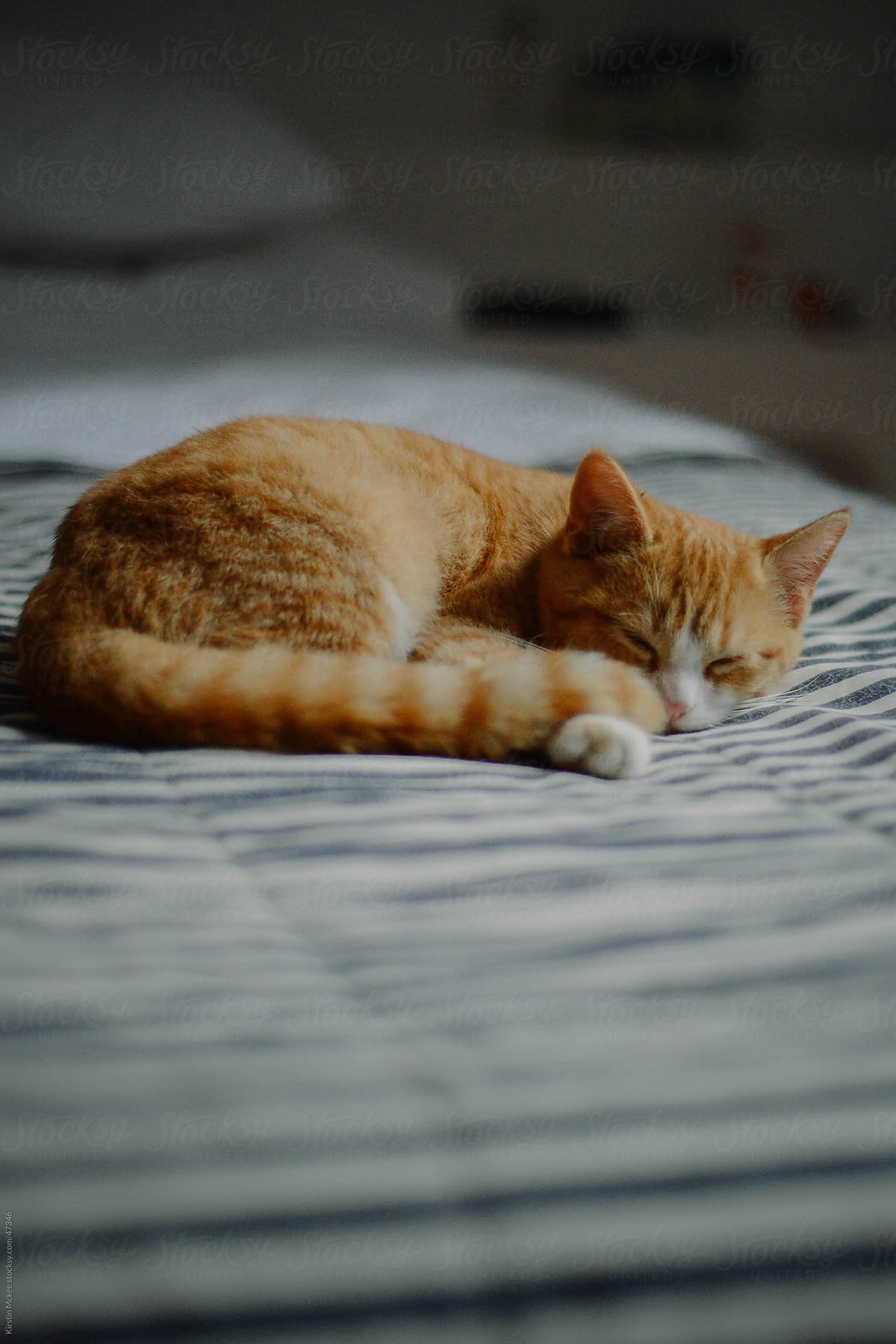 Kitten on a bed