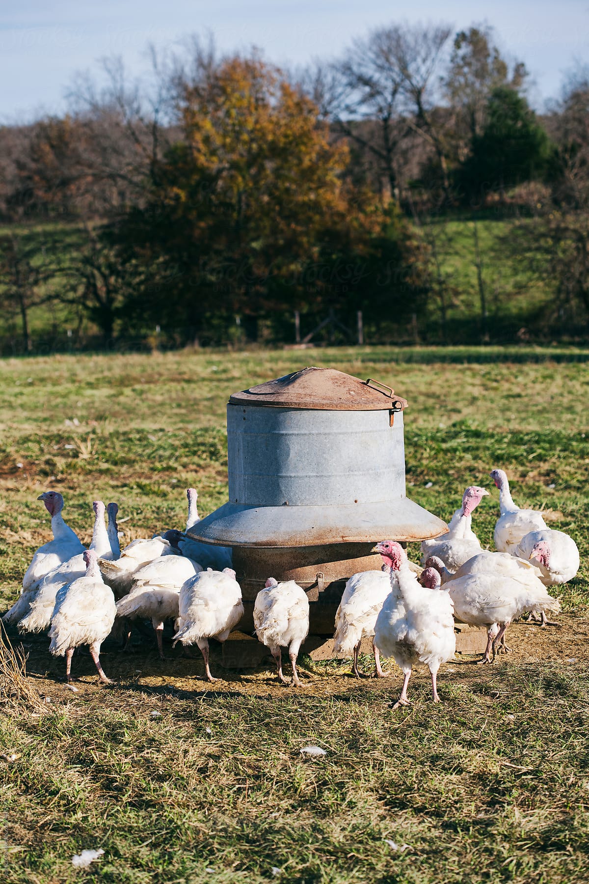 Farm: Crowd Of Turkeys Around Feeding Bin