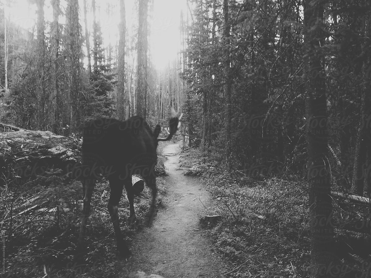 Тропа лосей. Тропа лося. Лось на тропе. Appalachian Trail Moose.