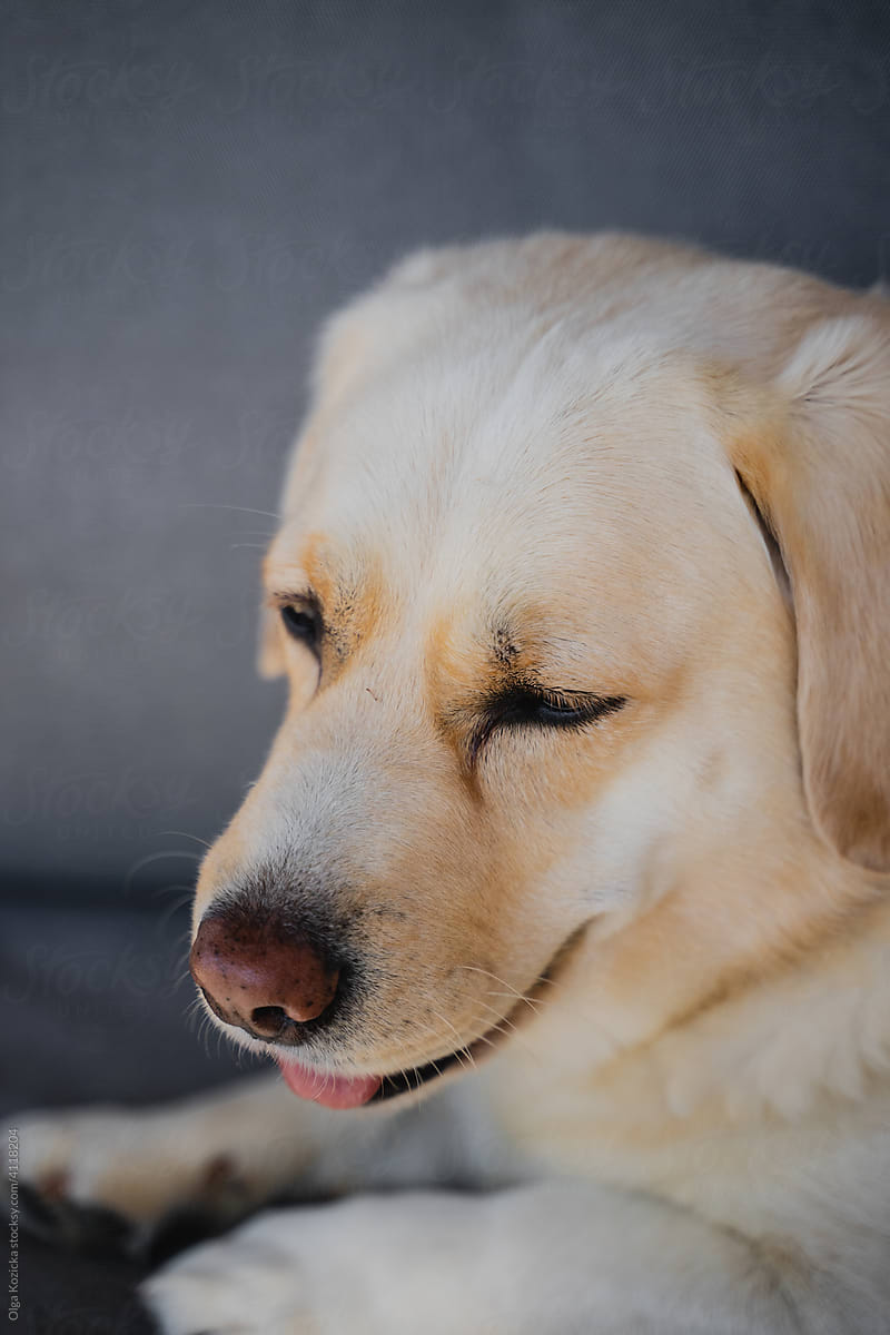 Golden Labrador Crossbreed Lying On Sofa In The Shadow