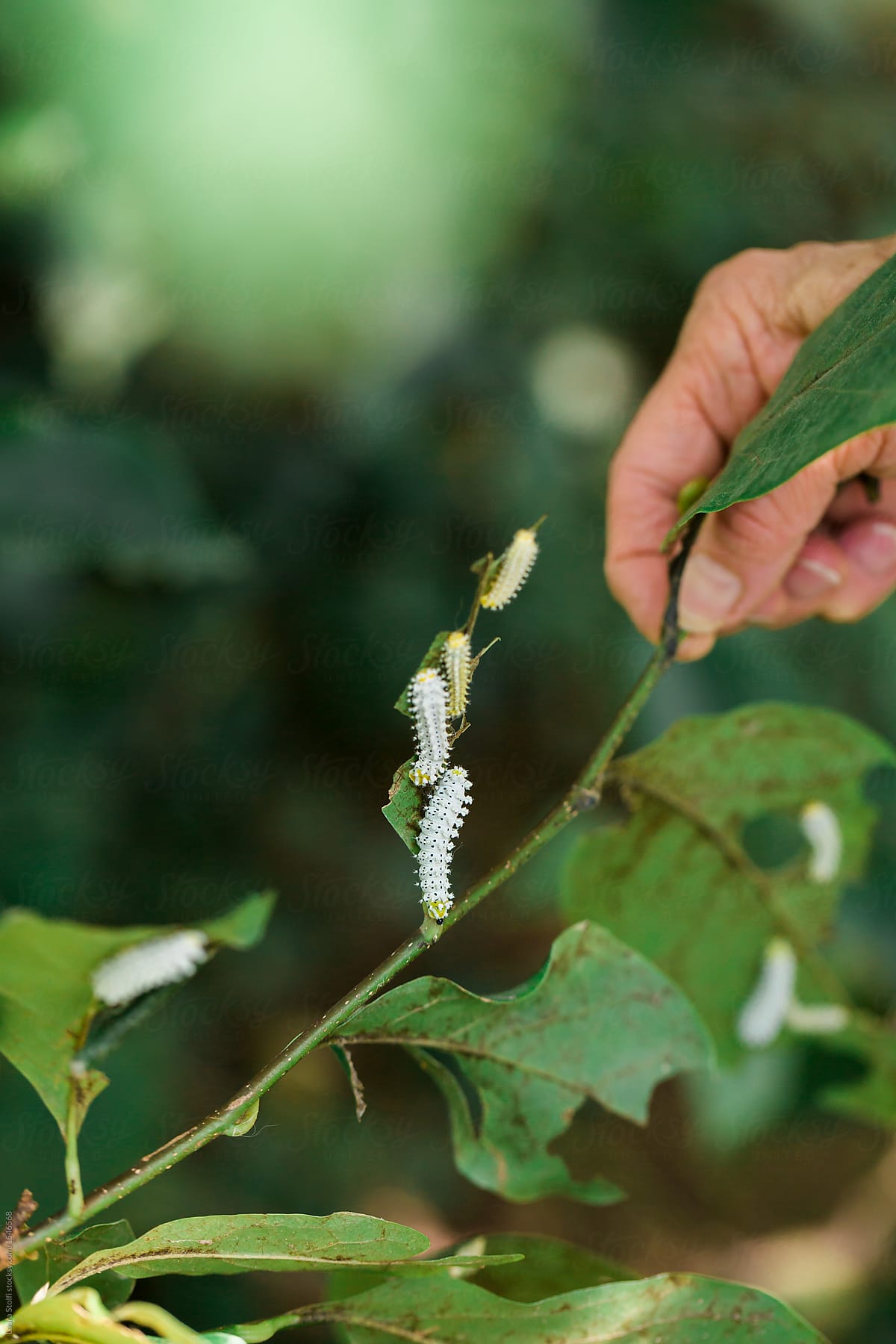 Unrecognizable woman\'s hand showing Samia caterpillars eating Magnolia liliflora leaves on the plant