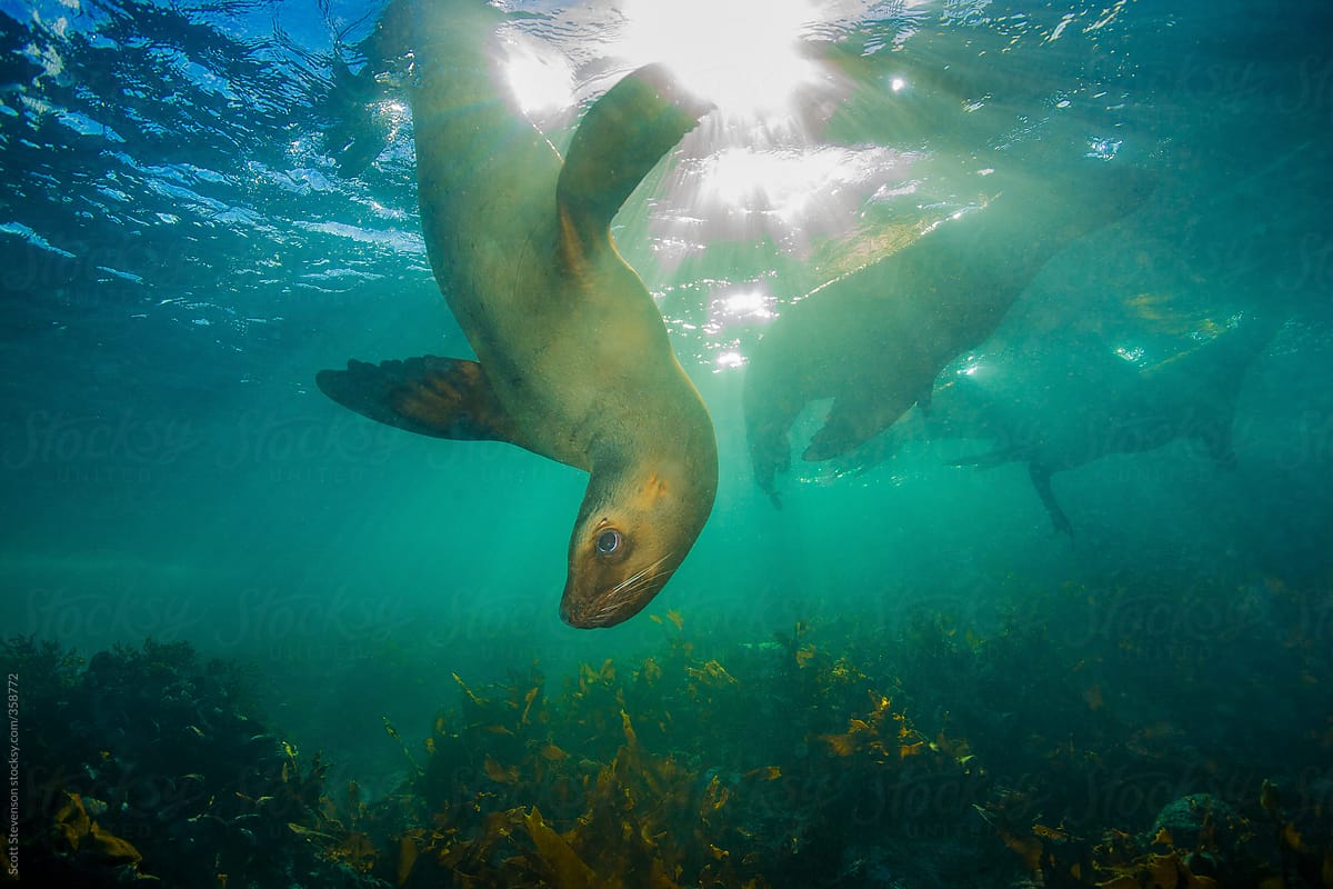 Steller Sea lion floating at the surface