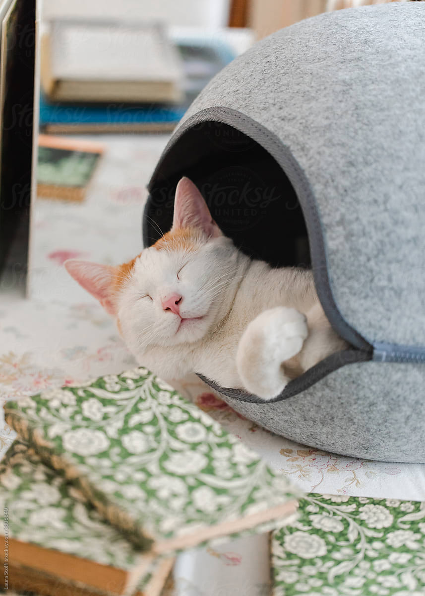 Sleeping cat coming out of round bed