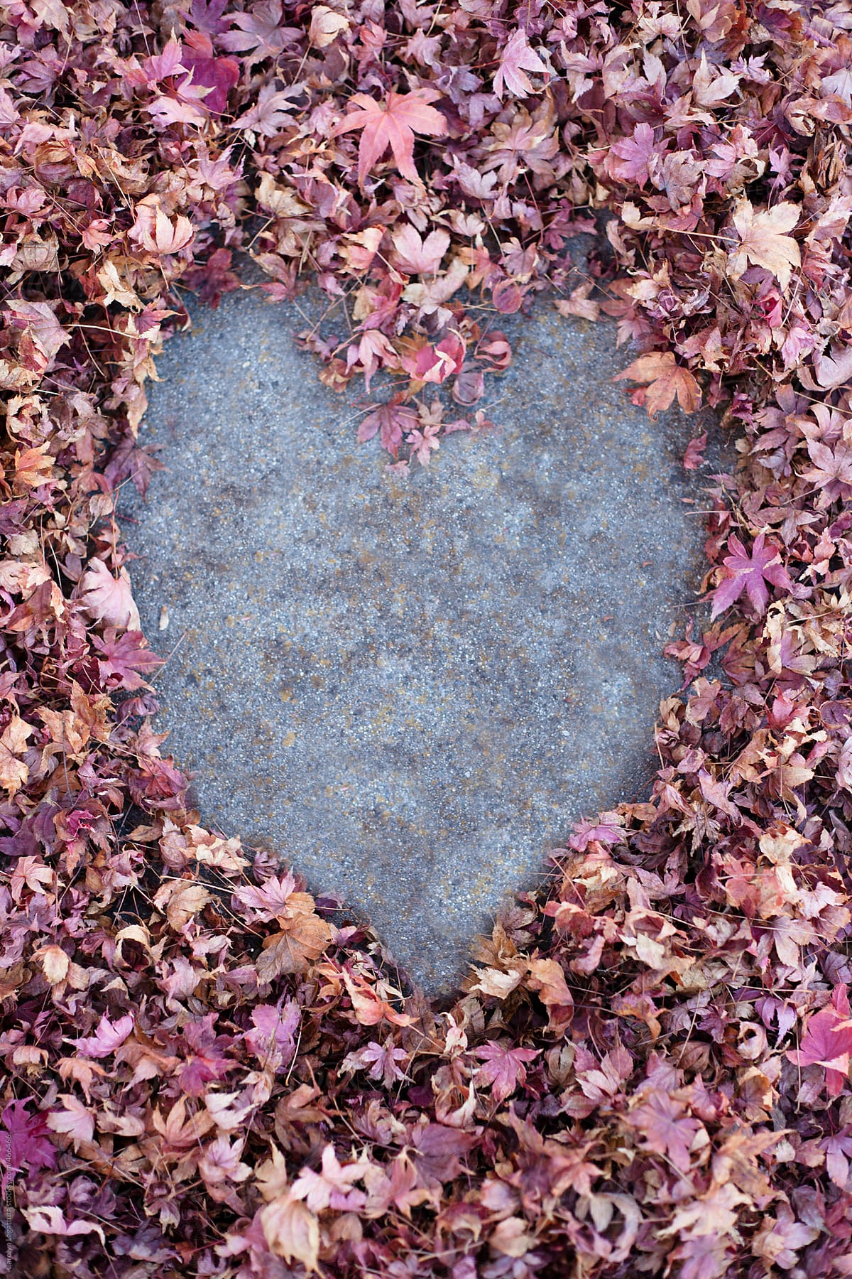 Fallen maple leafs on the ground - heart in the middle