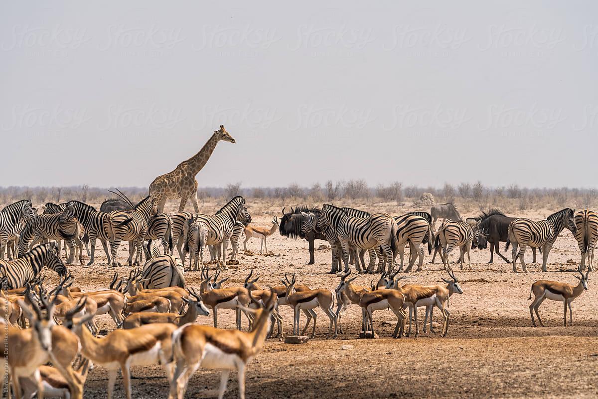 Animals in a waterhole in Etosha National Park, Namibia, Africa