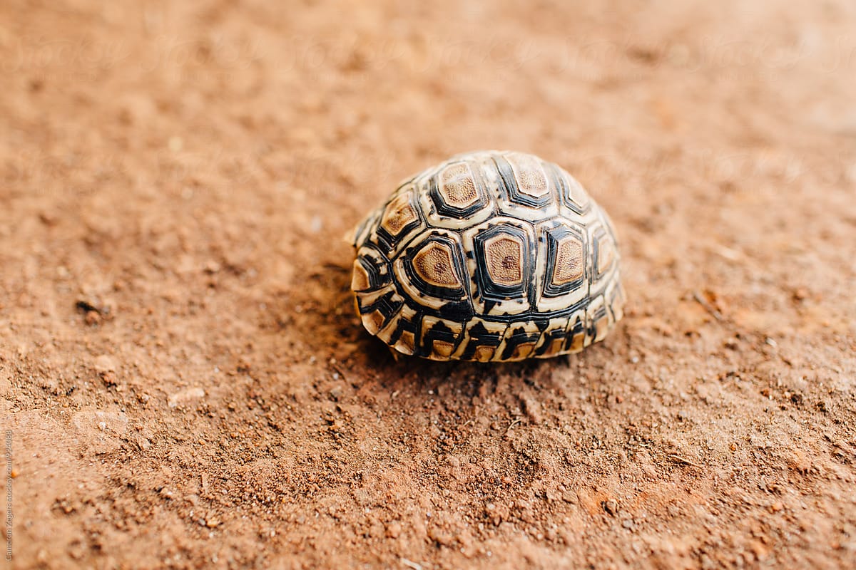 young tortoise hiding in shell in Tanzania