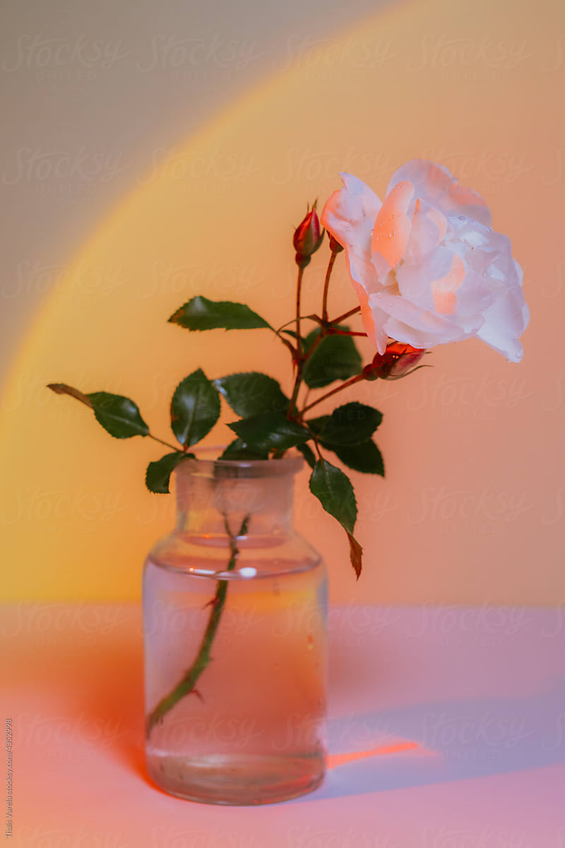 flowers painted with light