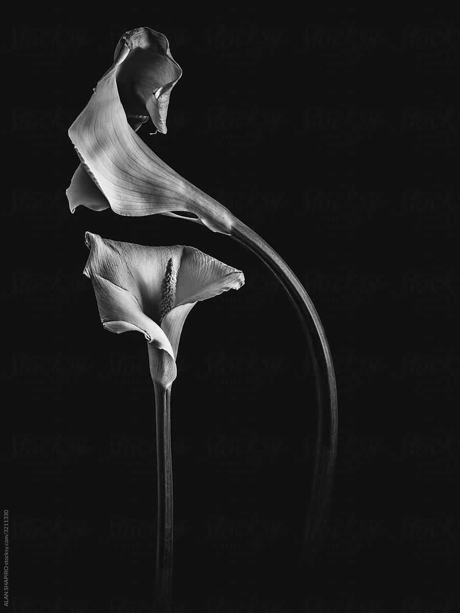 calla lillys in bw