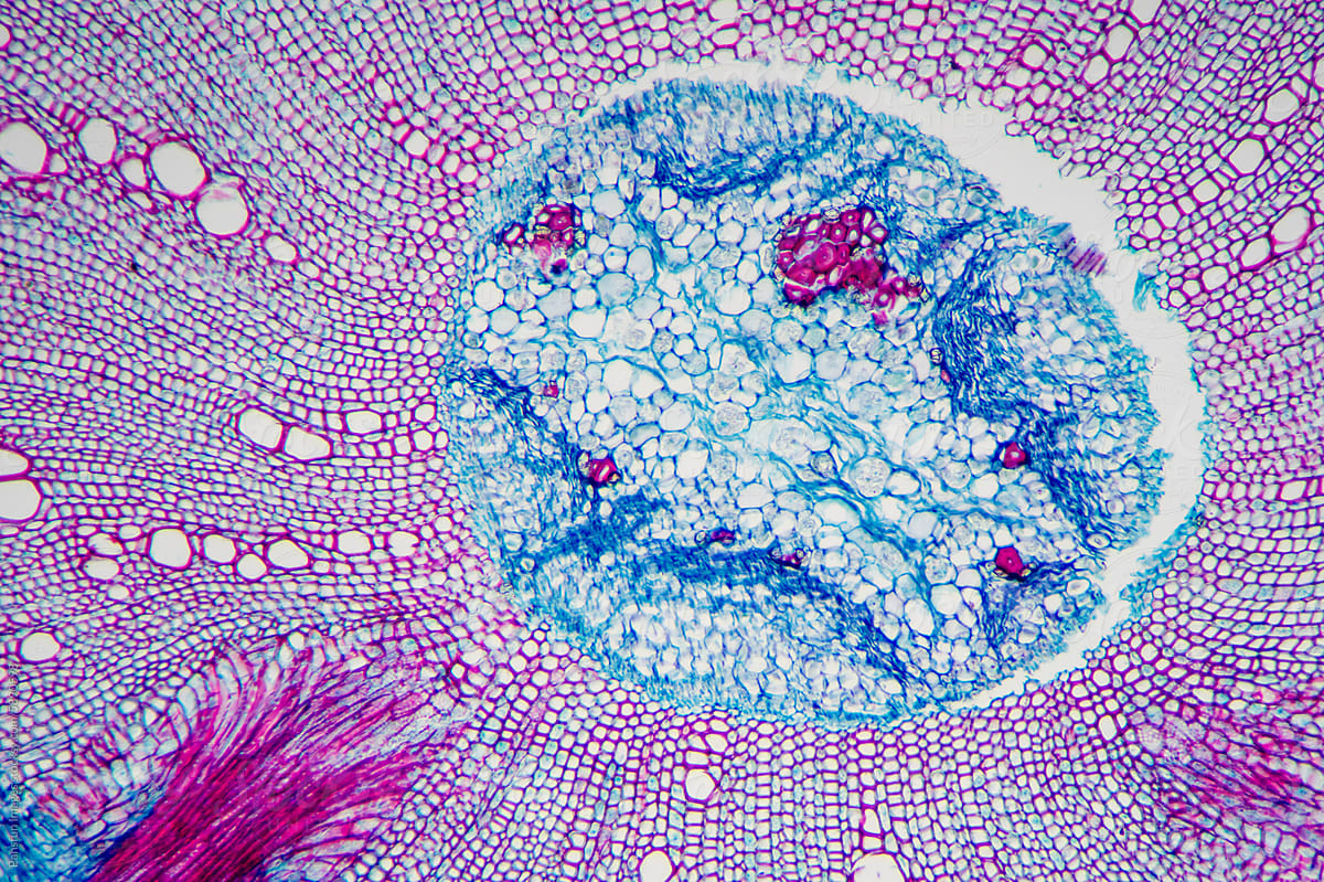 Chinese starjasmine stem plant cells micrograph