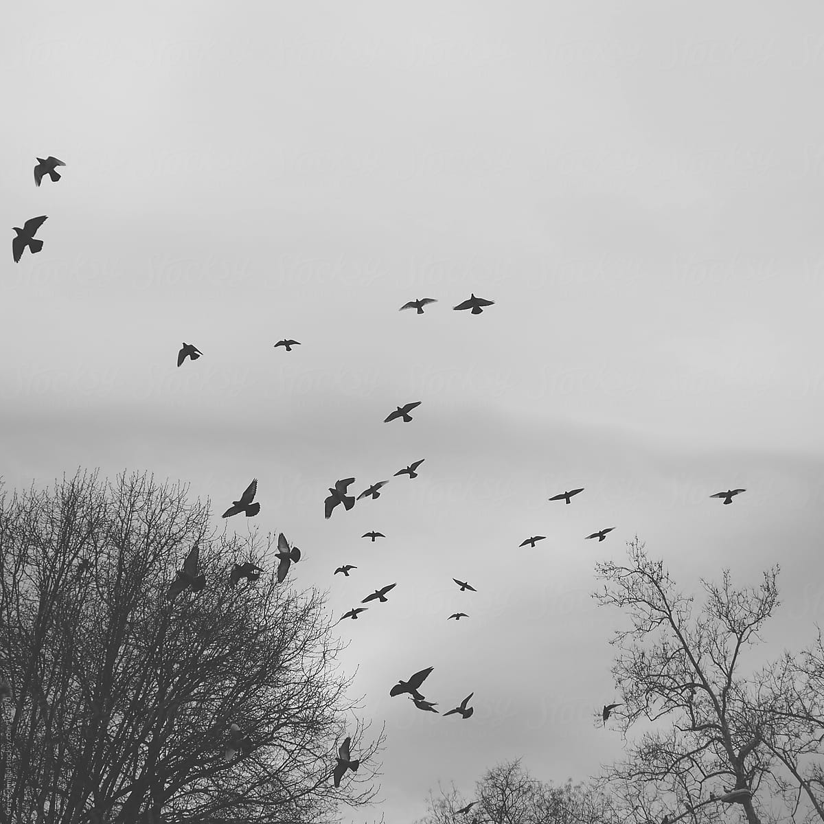 A black and white photograph of birds flying in a winter sky