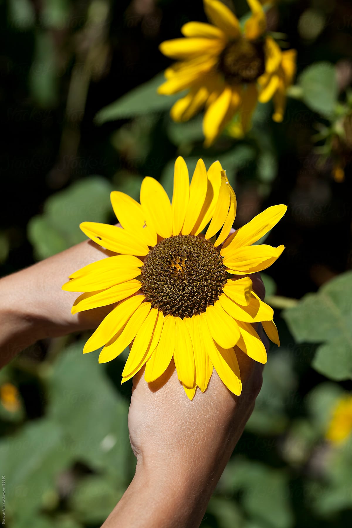 Hands Holding a Sunflower