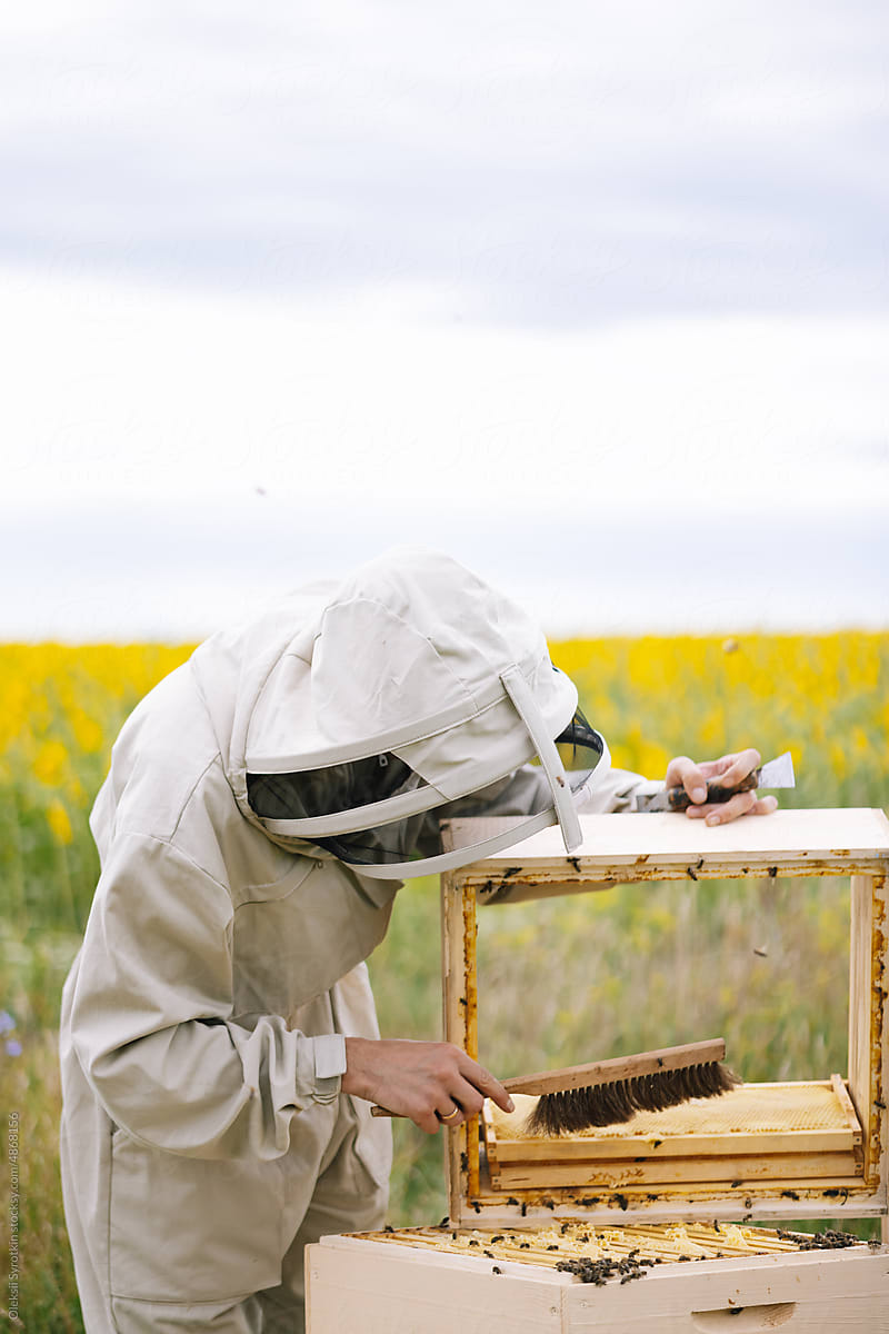Apiculture clean beehive