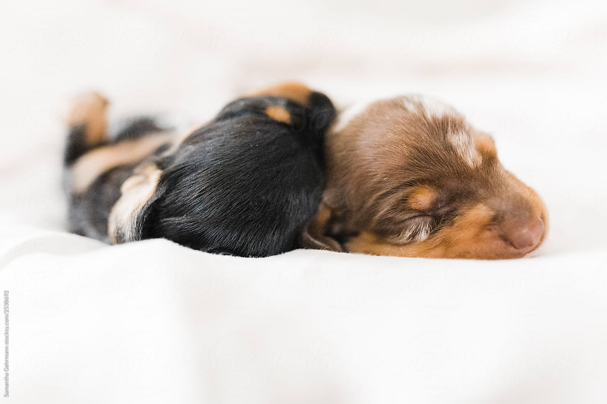 sleeping dachshund puppies