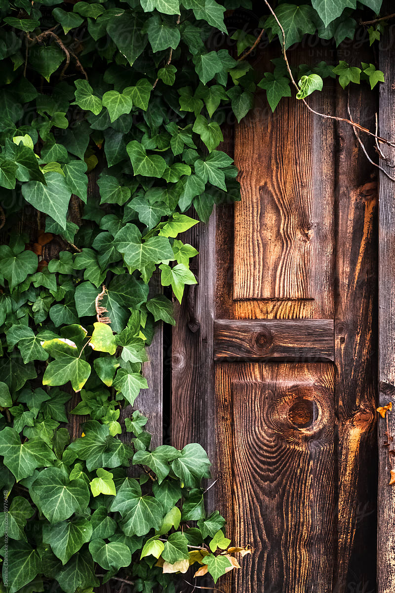 An old wooden door covered by a climbing plant.