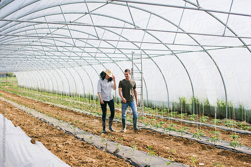 Couple gardening organic vegetables in a big greenhouse.